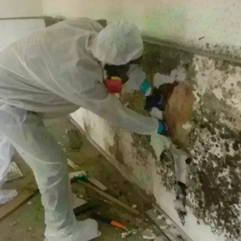 Mold Remediation and Removal in West Canton, NC